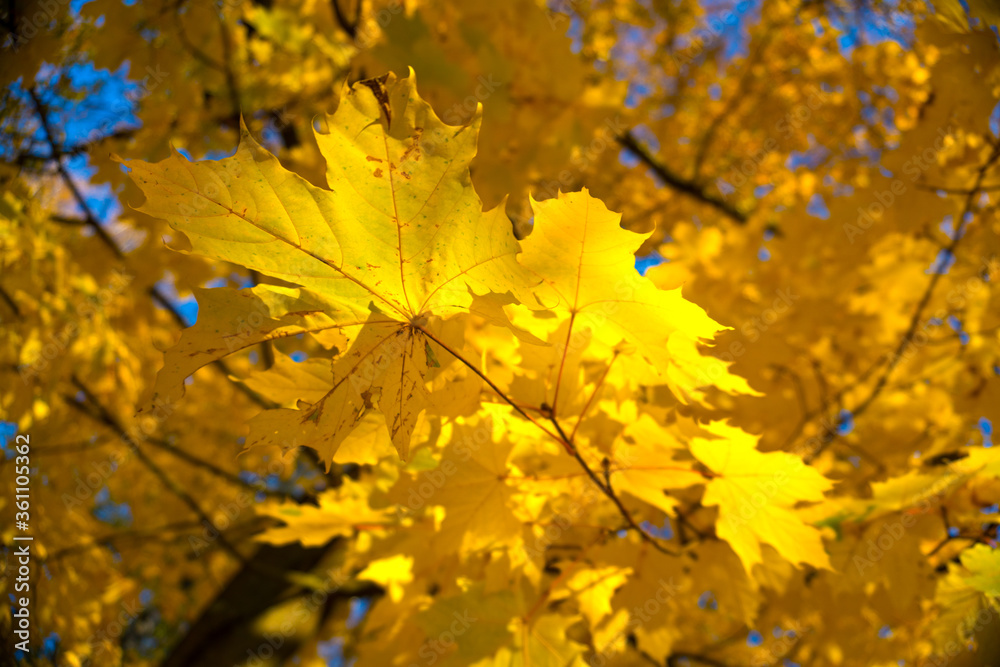 Autumn leaves. Autumn foliage at sky background. Autumn leaves. Autumn foliage at sky background.