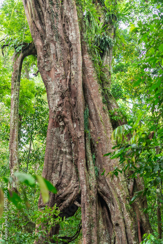 Large weeping fig in the Gunung Leuser National Park on the island of Sumatra in Indonesia. The region, mostly mountainous, is billed as the largest wilderness area in Southeast Asia