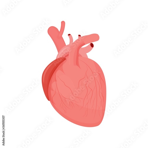 Human heart organ with aorta and arteries colorful isolated on white background in flat style stock vector illustration. Anatomical human organ, medical, healthcare concept.