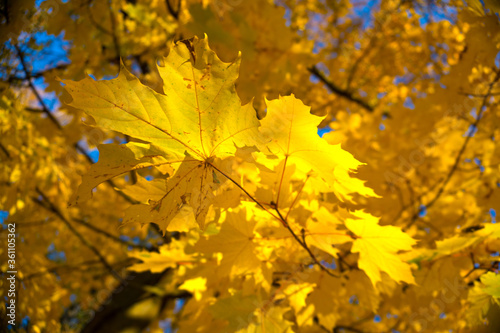 Autumn leaves. Autumn foliage at sky background.