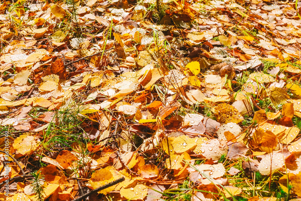 Bright natural background from autumn leaves. Leaves are covered with drops of dew. Sunny autumn day in the park. Copy space.