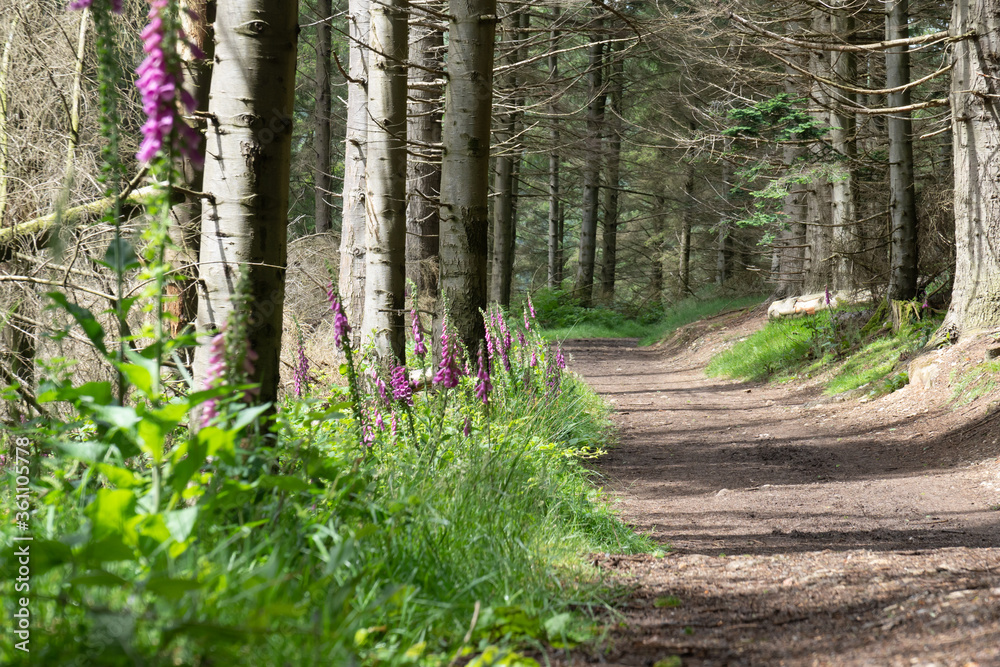 Naklejka premium Mountain path between the trees. Selective focus