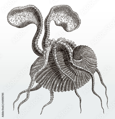 Female greater argonaut, argonauta argo with its eggcase after an antique illustration from the 19th century