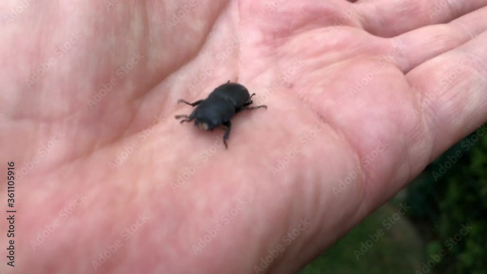 Nahaufnahme, Portrait eines Hirschkäfer Weibchen Nahaufnahme, Portrait eines Hirschkäfer Weibchen