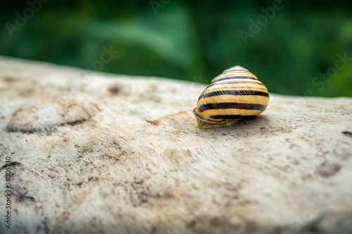 Striped snail on a tree log