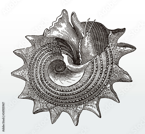 Sunburst star turban or circular saw shell, astraea heliotropium after an antique illustration from the 19th century