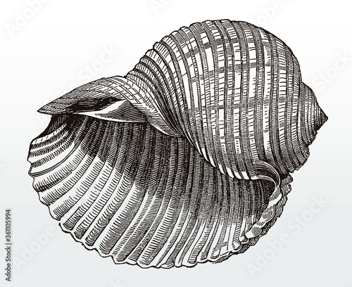 Shell of the giant tun, tonna galea after an antique illustration from the 19th century photo