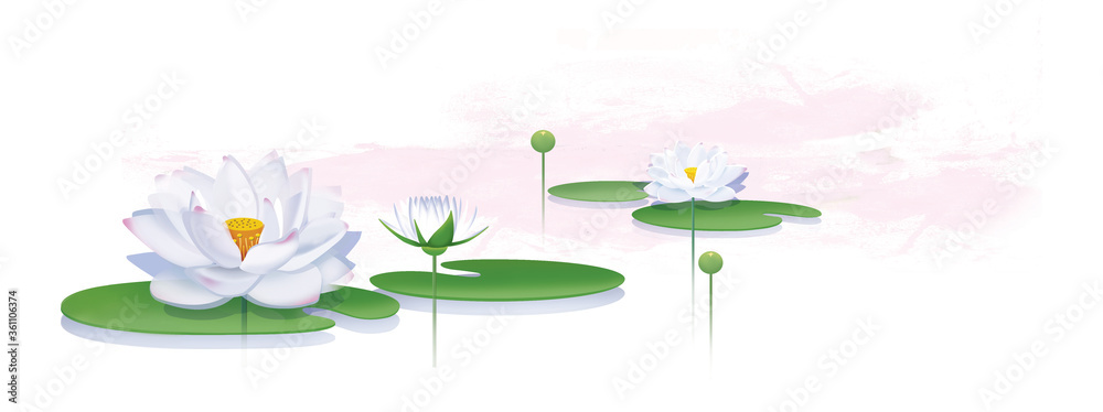 Blooming lotus with leaves and buds. Illustration. Isolated on a white background