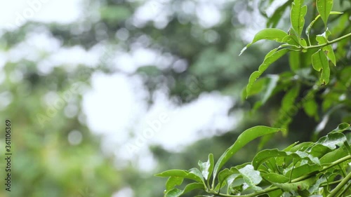 Mango tree branch on rain and wind with sky