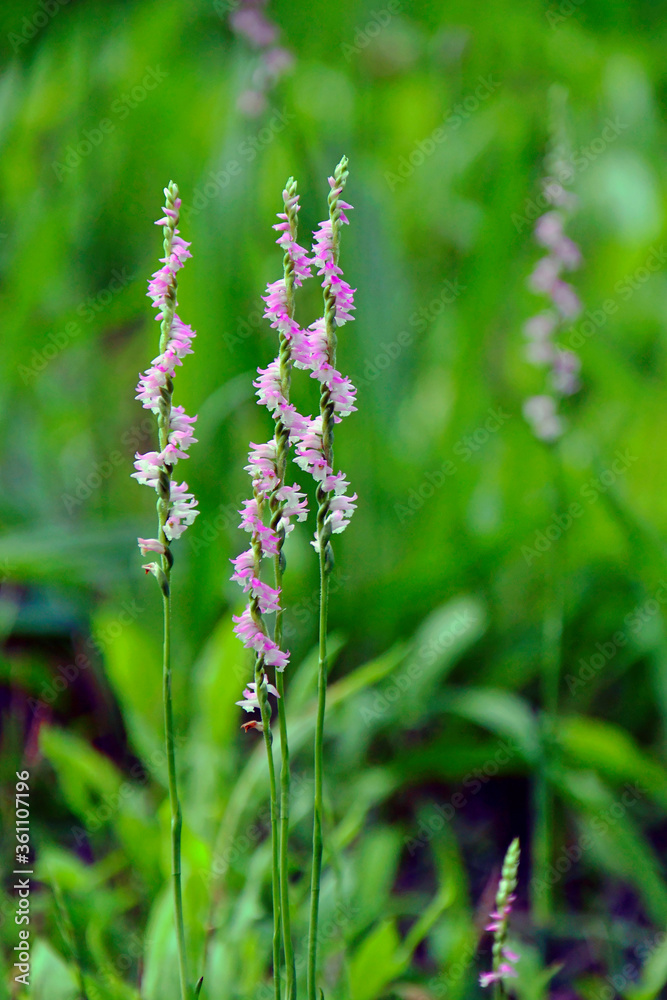 wild flowers in the meadow