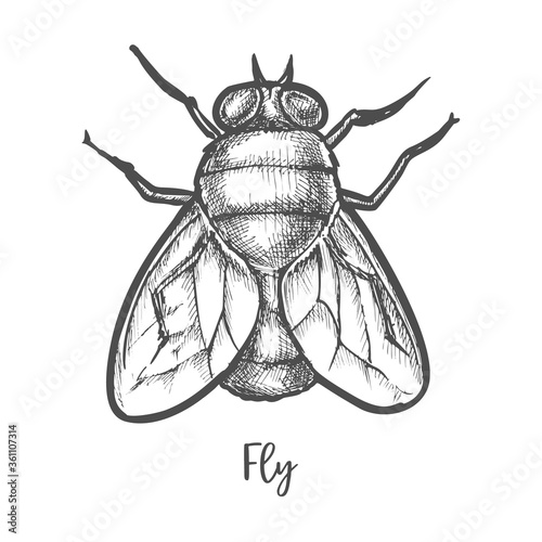 Fly insect sketch or bottle housefly drawing