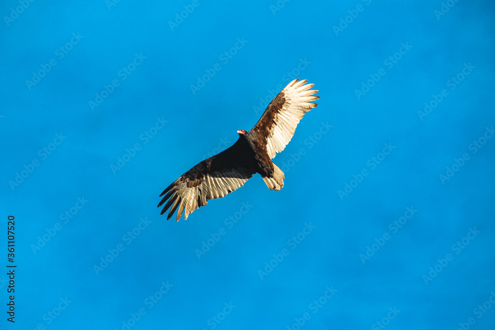 Obraz premium Californian Turkey Vulture in it's flight