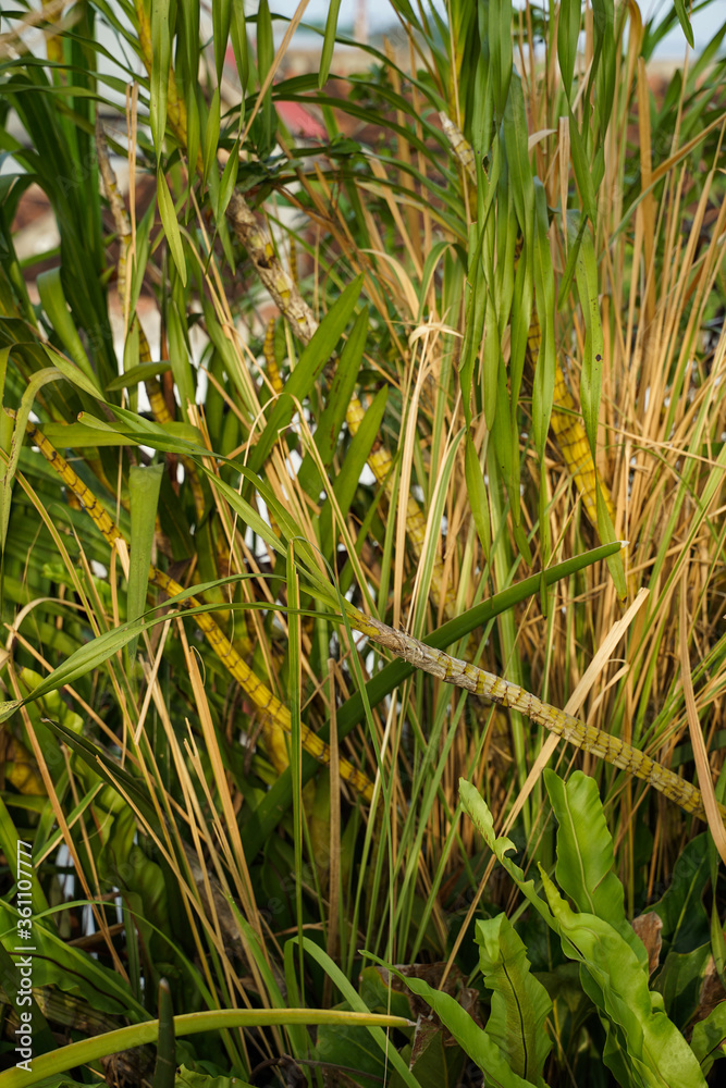 Fototapeta premium tiger orchid flower, a rare plant native to Indonesian forests.