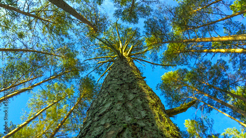 bottom view of the coniferous forest