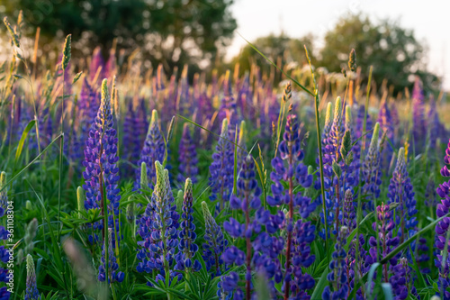 Summer landscape with blooming Lupine on meadow