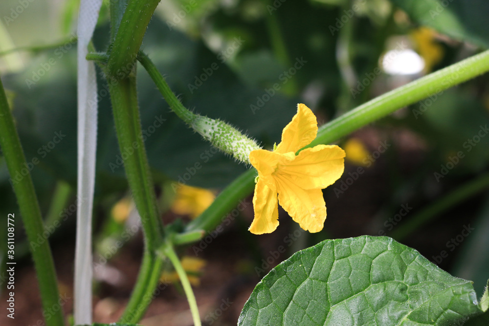 Close up of cucumder flower in greenhouse