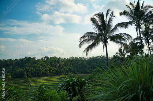 beautiful natural scenery, agricultural fields, hills full of greenery, and clear skies. © AndhikaRaya