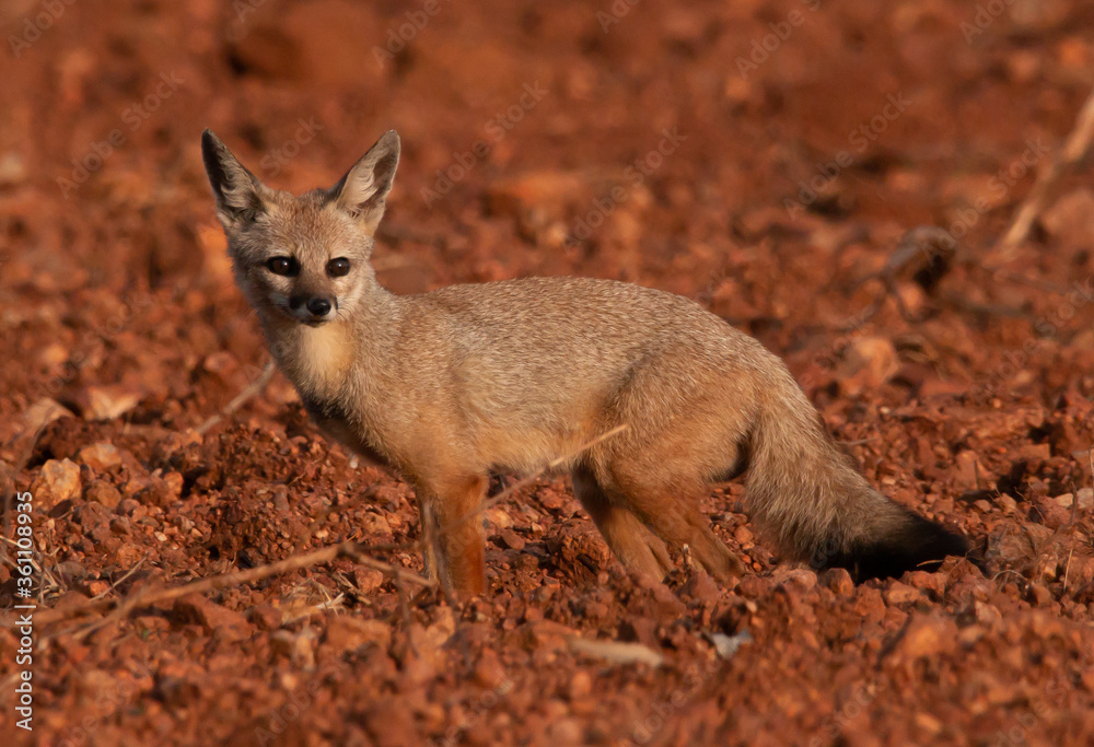 Fototapeta premium a cute Indian jackal in a farm