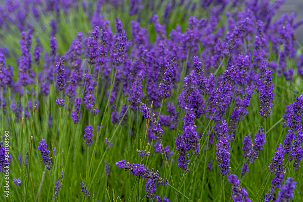 Lavender closeup on green rustic nature background. High quality photo Lavender closeup on green rustic nature background. High quality photo