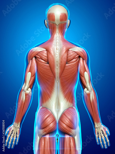 3d rendered medically accurate illustration of a male muscle system