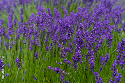 Lavender closeup on green rustic nature background. High quality photo