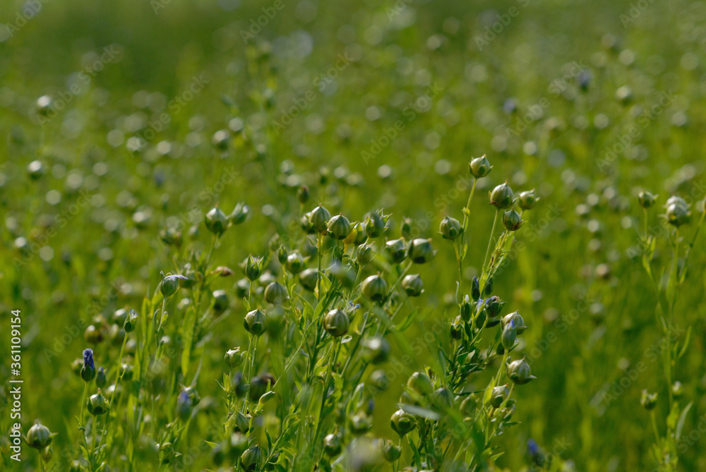 Flax blossoms on the field in summer. Shallow depth of field