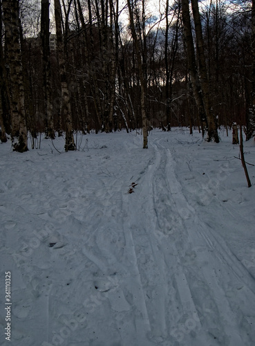 Photography skiing among the trees in the forest, Moscow