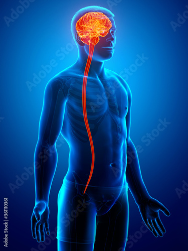 3d rendered medically accurate illustration of a male brain