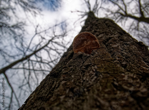 chaga mushroom on a birch tree in winter, Moscow
