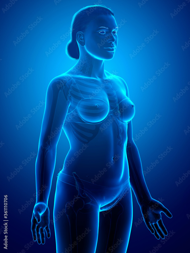 3d rendered illustration of the female body