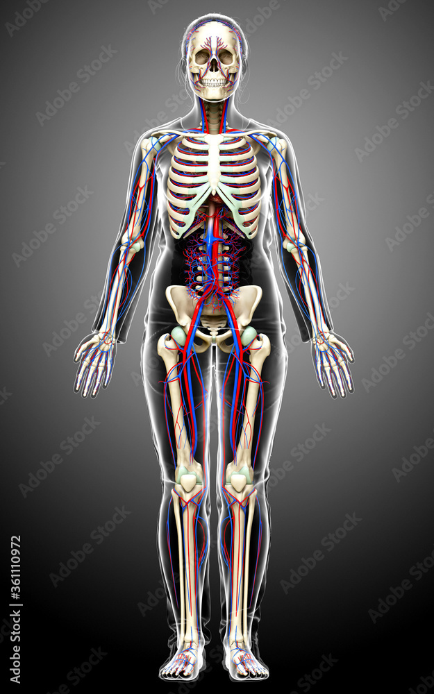 3d rendered medically accurate illustration of the female circulatory and skeleton system 3d rendered medically accurate illustration of the female circulatory and skeleton system