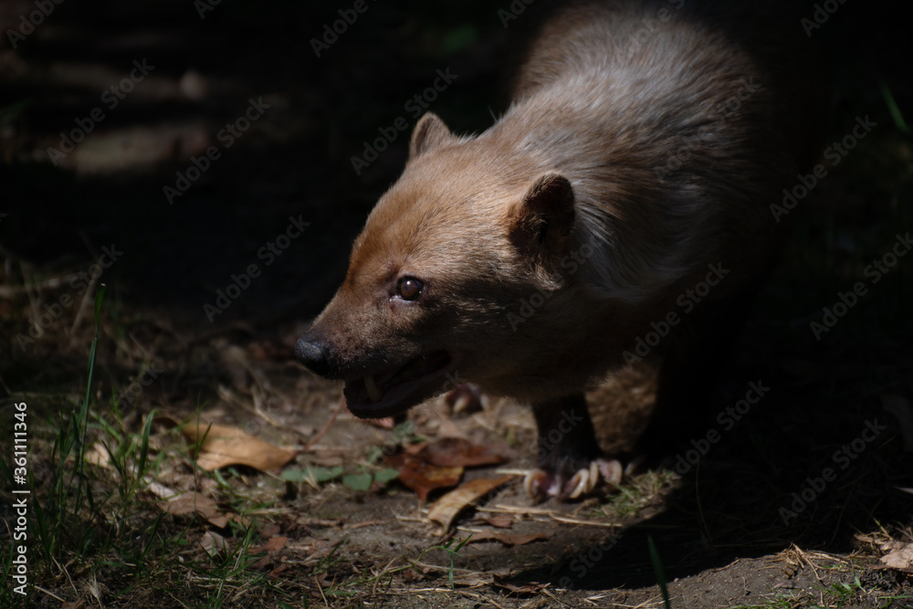 Cute female of bush dog between light and shadow Cute female of bush dog between light and shadow