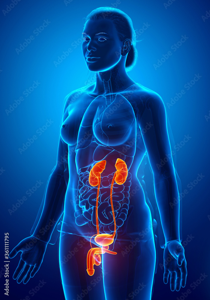 3d rendered, medically accurate illustration of the female highlighted kidneys and urinary system 3d rendered, medically accurate illustration of the female highlighted kidneys and urinary system