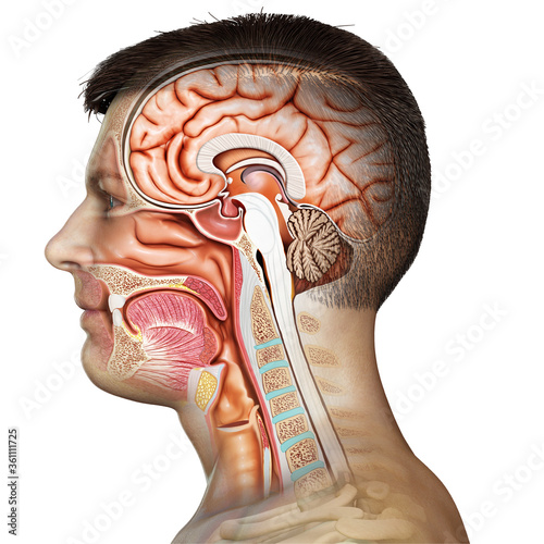 3d rendered, medically accurate illustration of Cross section of male head