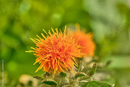 Close-up of a fully open safflower flower on a green background.