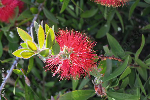 bottle brush red flower
