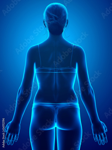 3d rendered illustration of the female body