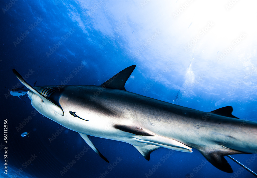 Fototapeta premium blacktip Caribbean reef shark in the sea, underwater photography, Bahamas