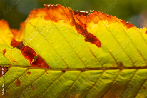 Kasztanowiec liść jesień