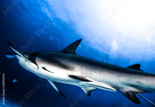 blacktip Caribbean reef shark in the sea, underwater photography, Bahamas © Jason