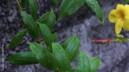 Rain water drops on the leaves and flowers