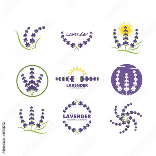 lavender flower vector illustration design