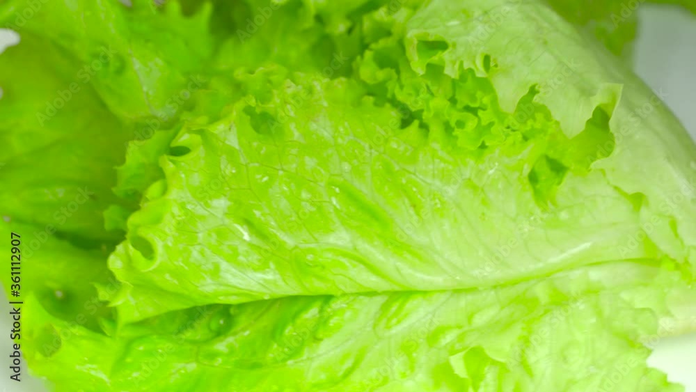Fresh lettuce leaf with water drops, rotates on the camera. Fresh lettuce leaf with water drops, rotates on the camera.