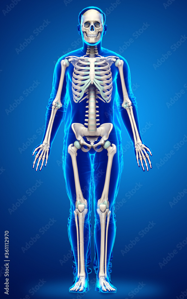 3d rendered, medically accurate illustration of a male skeleton system