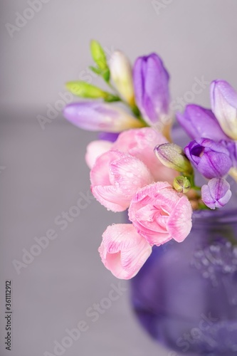 Fresh pink and violet freesia flowers with a water drops on a gray background. Copy space