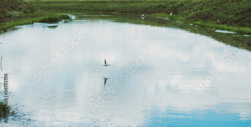 Bird flying over river and reflecting on water 