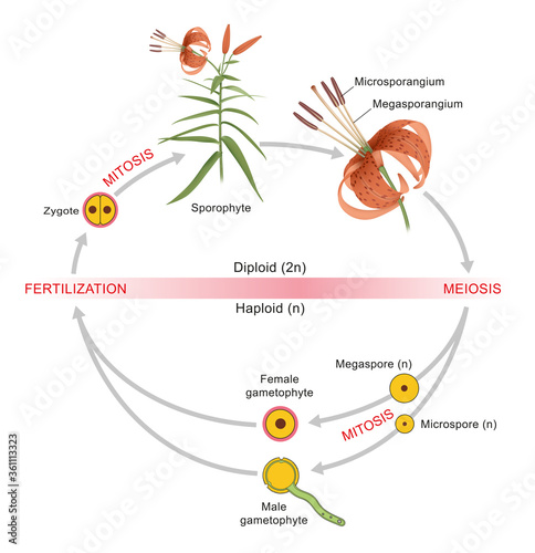 Tableau sur toile Plant life cycle