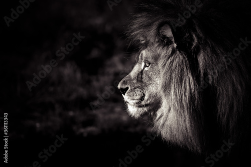 Fototapeta Naklejka Na Ścianę i Meble -  Lion Portrait Sepia