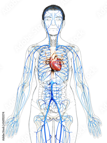 3d rendered medically accurate illustration of a female Veins anatomy