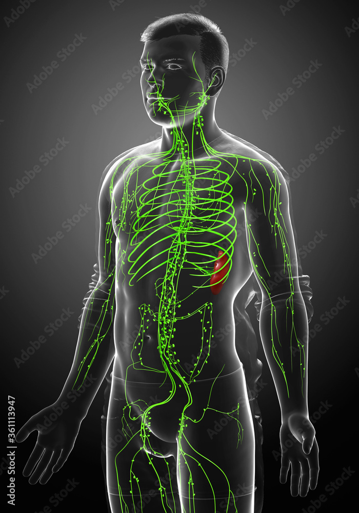 3d rendered medically accurate illustration of a male lymphatic system